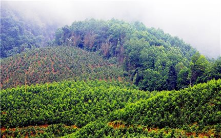 Nghệ An: Phấn đấu đến năm 2025 có ít nhất 50.000 ha rừng trồng được cấp chứng chỉ rừng