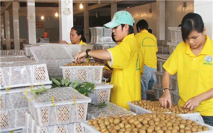 Hàng chục tấn nhãn Việt vào thị trường Australia