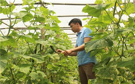 (Kim Bôi) Hoà Bình: Liên kết sản xuất tạo “điểm tựa” cho nhà nông