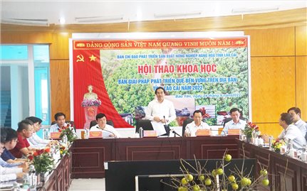 Lào Cai: Tập trung phát triển bền vững sản phẩm quế
