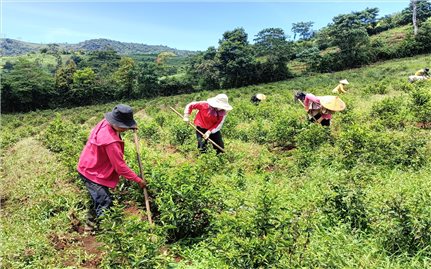 Xã Hiếu (Kon Tum): Hợp tác xã Chè sạch Đông Trường Sơn phát triển cây chè thành cây 