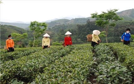 Lào Cai: Hiệu quả tích cực từ đổi mới hoạt động khuyến nông