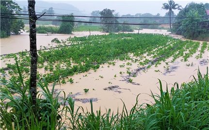 Lâm Đồng: Thiên tai gây thiệt hại khoảng 11 tỷ đồng