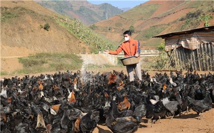 Sơn La: Triển vọng từ nuôi gà đen thuần chủng ở É Tòng