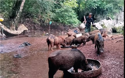 Mô hình nuôi lợn rừng giúp đồng bào DTTS ở Quảng Trị thoát nghèo bền vững