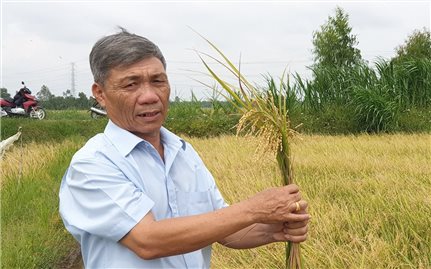 Trà Vinh: Nông dân Khmer “đổi đời” nhờ trồng lúa chất lượng cao
