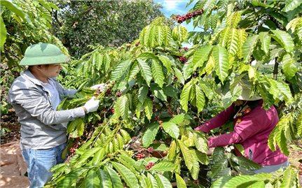 “Nguyễn Hân Coffee Farm” và hành trình đưa cà phê sạch về với làng nghèo