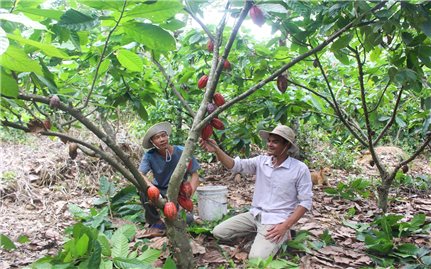 Ðắk Nông: Hợp tác xã góp phần nâng tầm giá trị sản phẩm nông nghiệp