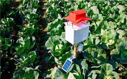 Ngành nông nghiệp phát triển bẫy sâu bệnh sử dụng công nghệ AI