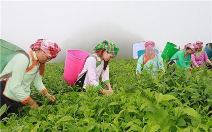 Phát triển nông nghiệp hàng hóa, hướng đi cho 10 xã nghèo nhất tỉnh Lào Cai