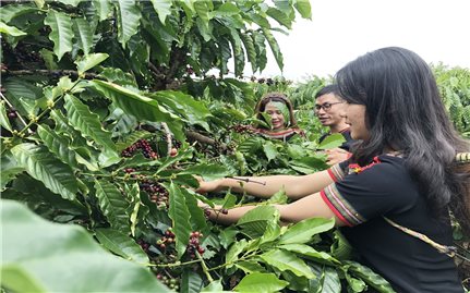 Tp. Buôn Ma Thuột (Đắk Lắk): Công bố Ứng dụng Cà phê và Du lịch