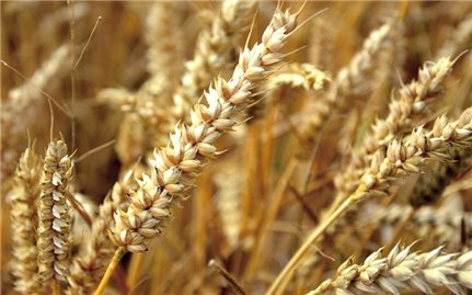 Phát hiện gen liên quan khả năng chịu hạn của lúa mì