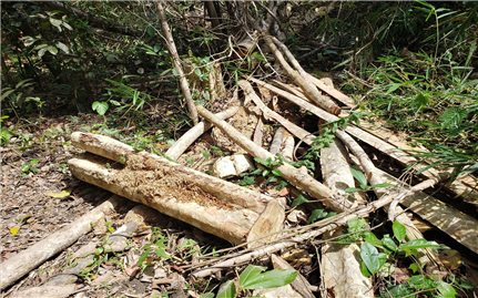 Gia Lai: Khởi tố vụ án chặt hạ 150 cây rừng ở Kông Chro