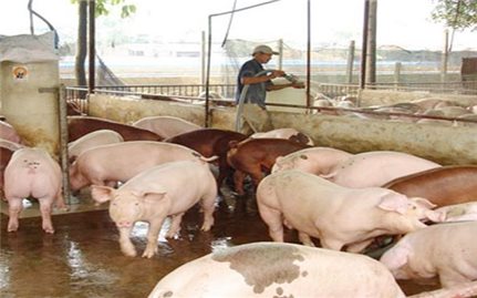 Đồng Nai di dời 3.006 cơ sở chăn nuôi ra khỏi khu vực không được phép chăn nuôi
