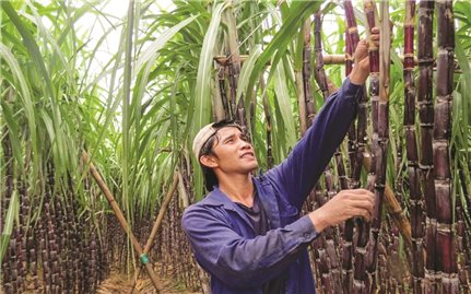 Khánh Hòa: Triển khai hiệu quả Chương trình mục tiêu quốc gia