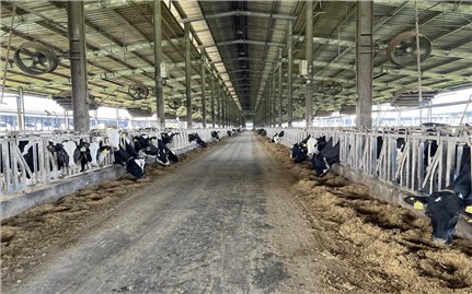 Phú Yên: Phạt 560 triệu đồng trang trại bò sữa gây ô nhiễm môi trường