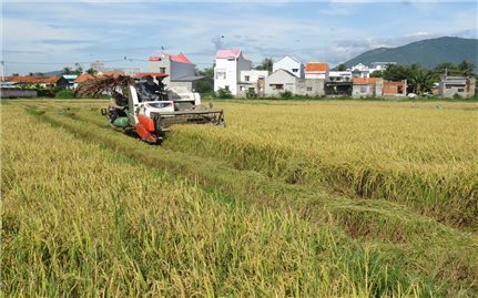 Khánh Hòa: Chuyển đổi 339,5 ha từ trồng lúa sang trồng cây hàng năm khác