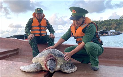 Kiên Giang: Thả cá thể rùa biển nặng hơn 80 kg về lại đại dương