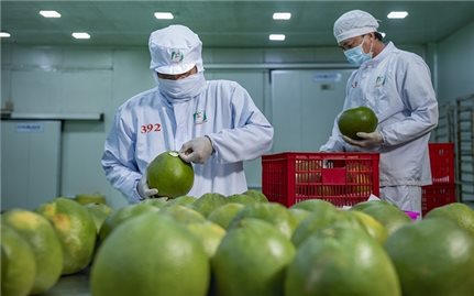 Xuất khẩu rau quả sang Hà Lan tăng trưởng ấn tượng