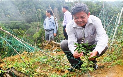 Quảng Nam: Xây dựng mô hình trồng cây dược liệu tại Bắc Trà My