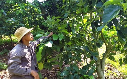 Sông Hinh (Phú Yên): Khơi dậy ý chí tự lực thoát nghèo trong đồng bào DTTS