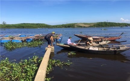 Hà Tĩnh: Xác định nguyên nhân khiến 50 tấn cá nuôi lồng bè chết trên sông Nghèn