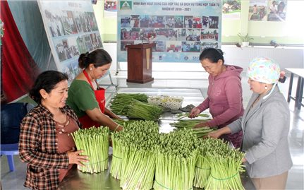 “Cây rau vua” giúp đồng bào Chăm thoát nghèo