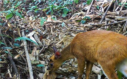 Thanh Hóa: Phát hiện động vật quý hiếm tại Pù Hu