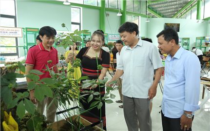 Quảng Nam: Xây dựng đề án phát triển Sâm Ngọc Linh