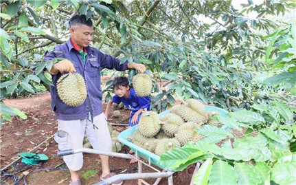 Đắk Lắk: 133 vùng trồng sầu riêng đang chờ cấp mã số