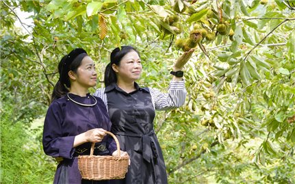 Lạng Sơn: Khai thác giá trị “đặc sản” nông nghiệp trong phát triển du lịch trải nghiệm