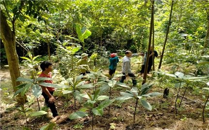 Bảo vệ rừng từ chính sách cho người nhận khoán: Phát sinh nhiều vướng mắc (Bài 2)