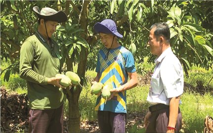 Tổ hợp tác xoài Tân Đức (Bình Thuận): Hướng đến sản phẩm OCOP