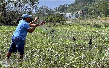 Khánh Hòa: Ngăn chặn tình trạng săn bắt chim yến