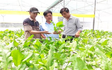 Gia Lai: Diện tích cây ăn quả tăng 16.110 ha so với năm 2019