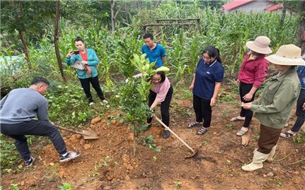 Lào Cai: Cấp cây bưởi giống theo CT MTQG 1719 cho bà con nông dân huyện Bảo Yên