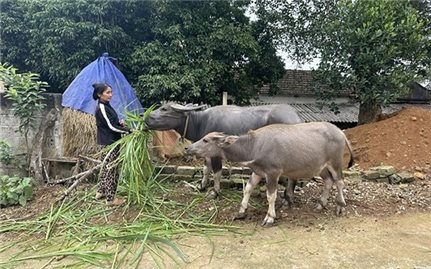 Hỗ trợ giống trâu sinh sản, tạo sinh kế thoát nghèo cho nông dân miền núi