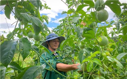 “Cây giảm nghèo” của đồng bào DTTS ở Tam Đường