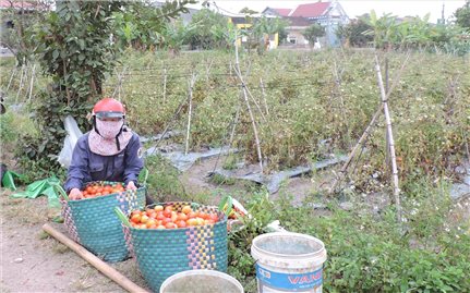Đăk Hà (Kon Tum): Chuyển đổi cây trồng, vật nuôi cải thiện đời sống cho bà con DTTS