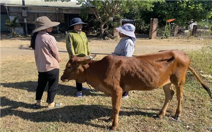 Hỗ trợ bò sinh sản nhưng nhận “bê” ở Đăk Hà (Kon Tum): Nghịch lý bò dân tự mua 8 triệu đồng nặng cân hơn “bê” xã mua 16,5 triệu đồng