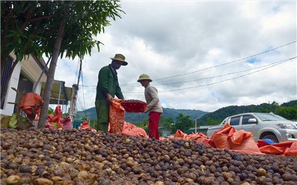 Xoá đói, giảm nghèo nhờ cây “lộc rừng”