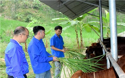 Làm giàu từ giun quế