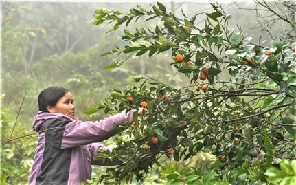 Khôi phục và phát triển cây đặc sản giúp bà con vùng cao thoát nghèo