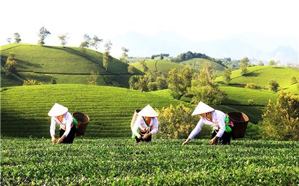 “Tượng đài” xanh trên đất rừng Minh Đài