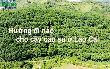 Hướng đi nào cho cây cao su ở Lào Cai