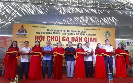 Bình Định: Khai mạc Hội Chọi gà dân gian lần thứ nhất năm 2023