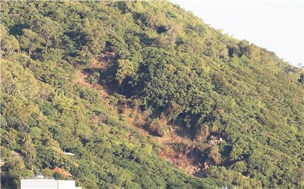 Bà Rịa - Vũng Tàu: Kiểm tra, xử lý vụ chặt hạ cây trên núi Nhỏ