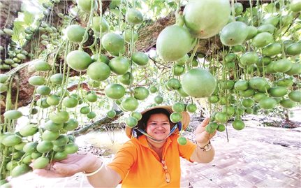 Mùa trái chín ở Cù lao Tân Qui