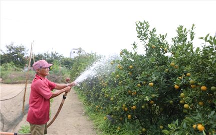 Thủ phủ quất Hội An rộn ràng mùa Tết