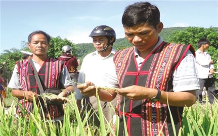Vĩnh Thạnh (Bình Định): Hơn 1.900 hộ đồng bào DTTS được hỗ trợ giống lúa lai sản xuất vụ Đông Xuân 2023 - 2024